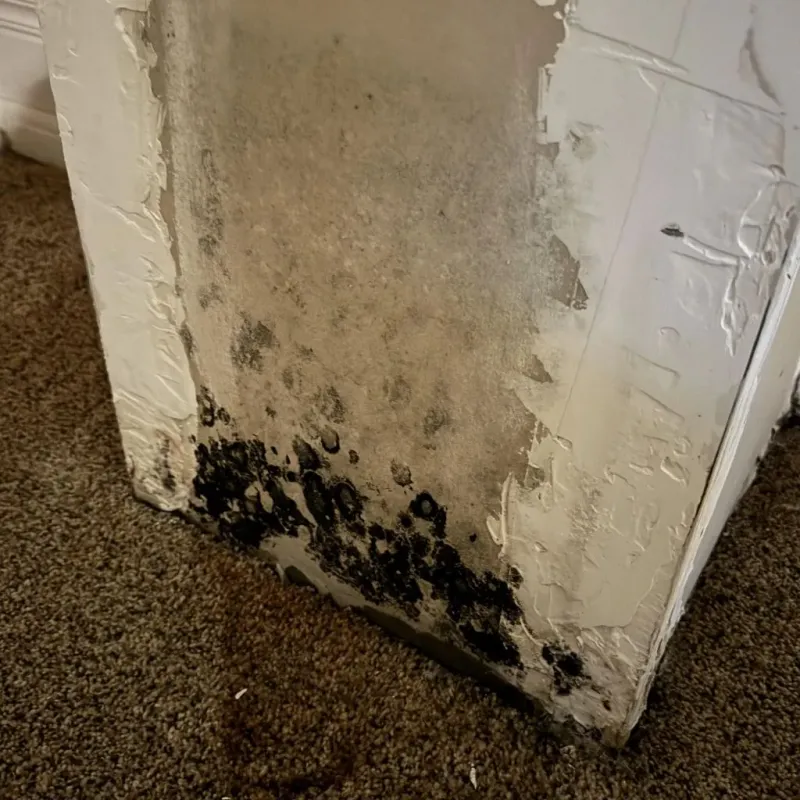 Professional Mold Removal in Hardin County, KY